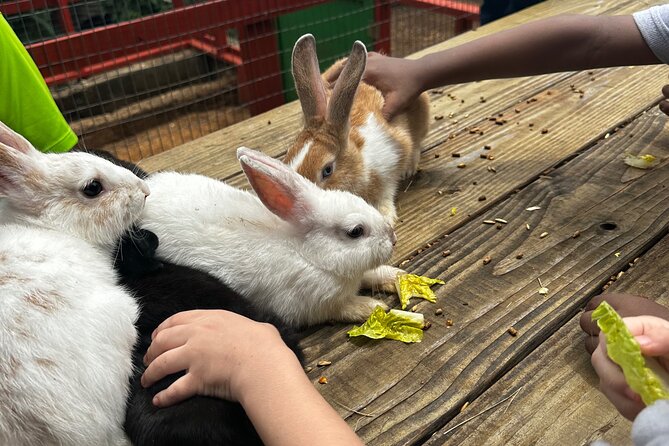 Connors Farms Petting Zoo - Is $25 a fair price?