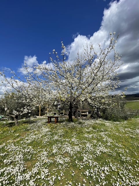 Cooking class in our family farm in Chianti with lunch - Is $169.93 a fair price?