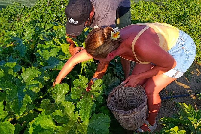 Cooking Class Sunset Dinner and Tour in Paros Farm - A farm setting just outside Parikia