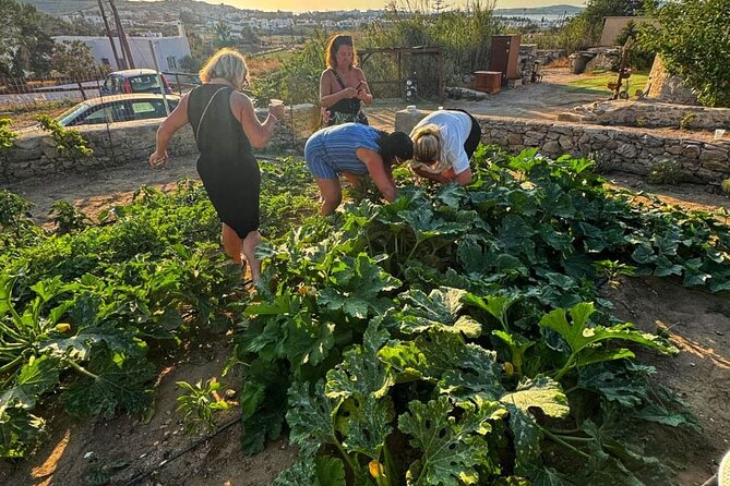 Cooking Class Sunset Dinner and Tour in Paros Farm - Who will enjoy this experience most