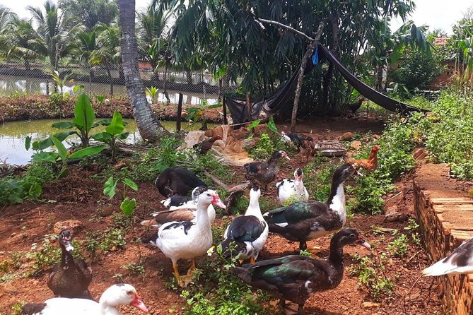 Cooking, Farming and Waterfall In Vietnam Countryside - What the $76.93 price offers