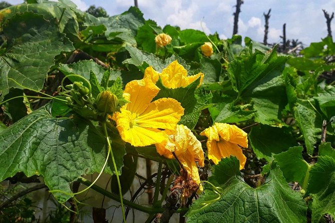 Cooking, Farming and Waterfall In Vietnam Countryside - Riding a Xe Cay to the coffee farm