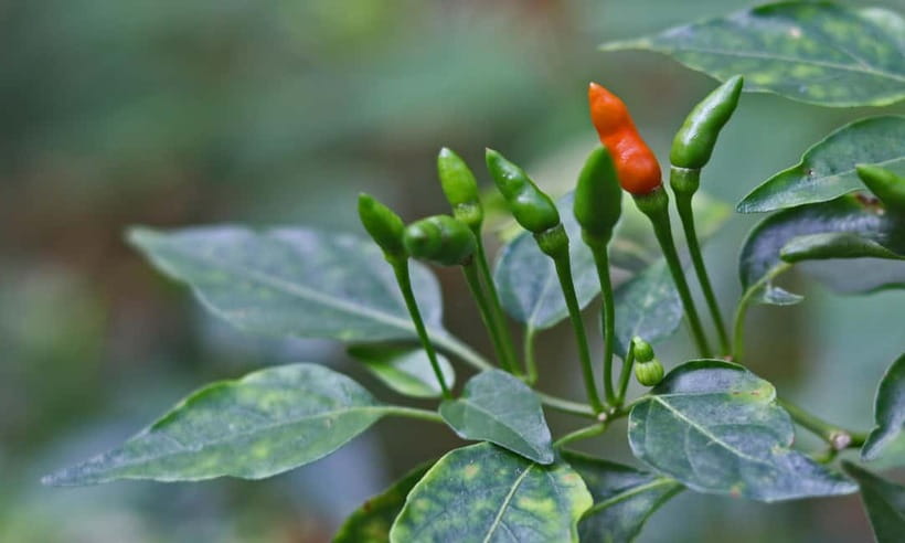 Coorg: Mercara Gold Estate Coffee/Spice Farm and Museum Tour - Practical Tips Before You Go