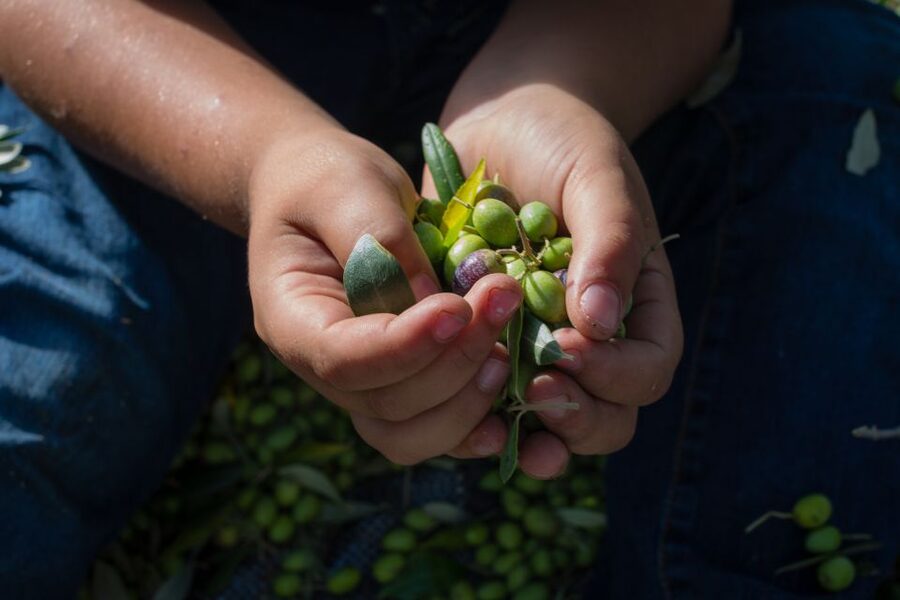 Corfu: Organic Olive Oil Farm Tour with Transfer and Tasting - Why an olive farm belongs on your Corfu plans