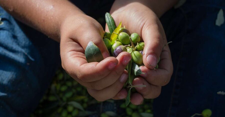 Corfu: Organic Olive Oil Farm Tour with Transfer and Tasting - The tasting: oil, aroma, and fresh vegetables