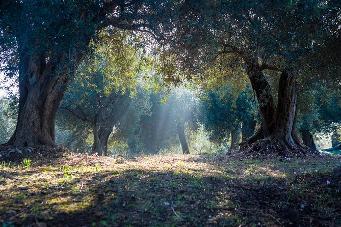 Corfu Organic Olive Oil Tasting at Family Farm - Walking through Dr. Kavvadia’s organic olive grove