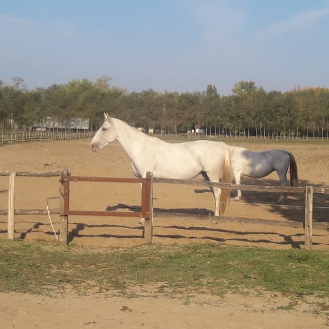 Countryside ranch, horse show & lunch - Timing, language, and practical tips