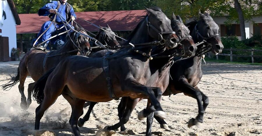 Countryside ranch, horse show & lunch - Leaving Budapest for the Great Plain