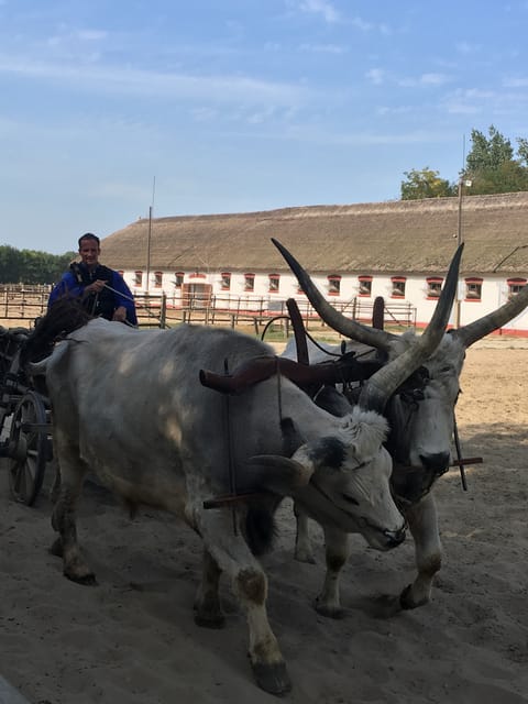 Countryside ranch, horse show & lunch - The horse show and its old skills