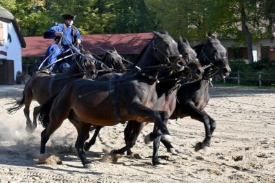 Countryside ranch, horse show & lunch