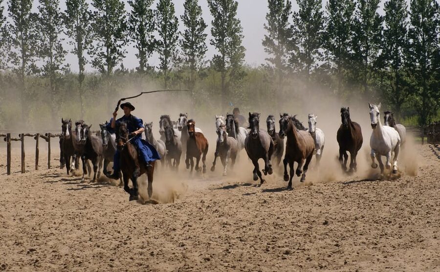 Countryside ranch, horse show & lunch - Grey cattle, Racka sheep, and the farm tour