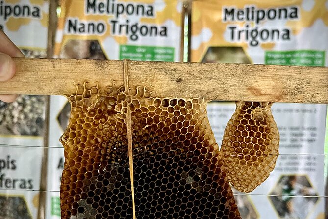 Cozumel: Hands-On Chocolate, Tortilla, Salsa & Honey Experience - Meeting the sacred Melipona bees