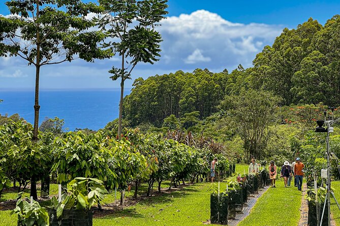 Craft Chocolate Tasting and Farm Experience on the Big Island - Arriving at Honolii Orchards near Hilo
