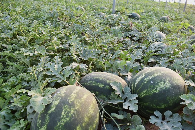 Cretan Farm Tour with Cheese-Making, Olive Oil Tasting & Picnic - A picnic of pastries, greens, fruit, and cheese