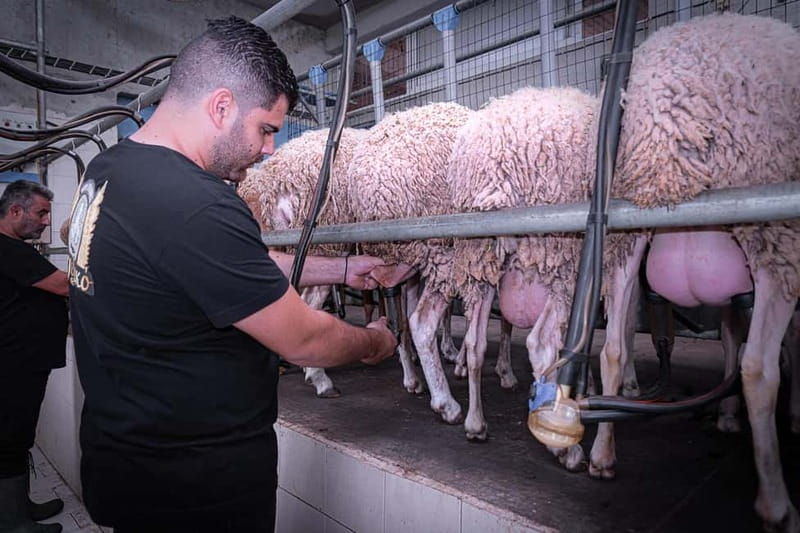 Crete: Farm Visit with Cheese Tasting and Milking Experience - Key points to know before you go