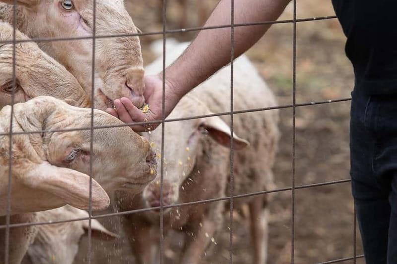 Crete: Farm Visit with Cheese Tasting and Milking Experience - Milking goats and sheep by hand