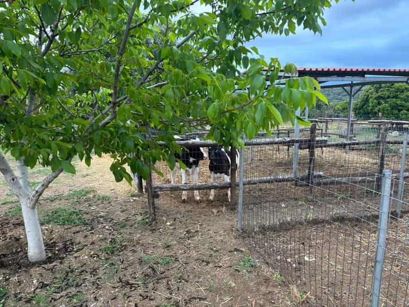 Crete: Farm Visit with Cheese Tasting and Milking Experience - The lake, herbs, vegetables, and playground