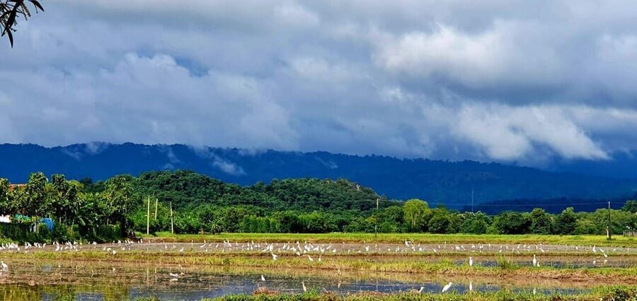 Cultural immersion: Thai cooking, rice farming, eco printing - Practical advice before you go