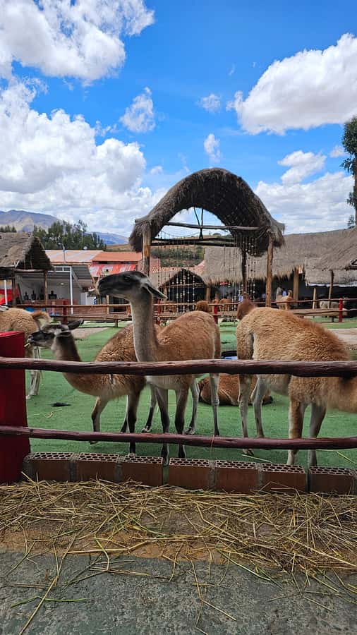 Cusco: Alpaca and Llama Farm Tour w/ Transfer & Weaving Demo - What makes this short farm visit worthwhile