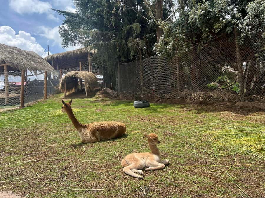 Cusco: Alpaca and Llama Farm Tour w/ Transfer & Weaving Demo - Leaving Cusco for Manos de la Comunidad