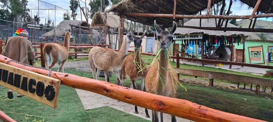 Cusco: Alpaca and Llama Farm Tour w/ Transfer & Weaving Demo - Why the Inca lesson matters