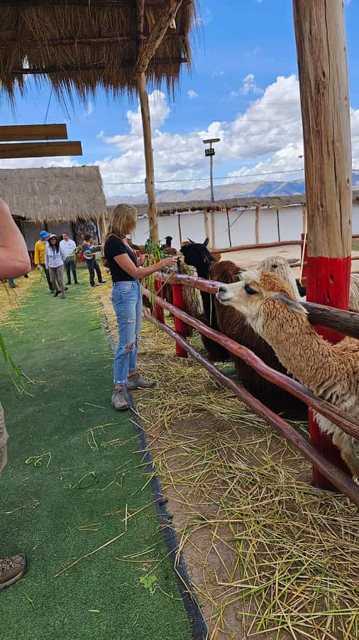 Cusco: Alpaca and Llama Farm Tour w/ Transfer & Weaving Demo - Practical details before you book