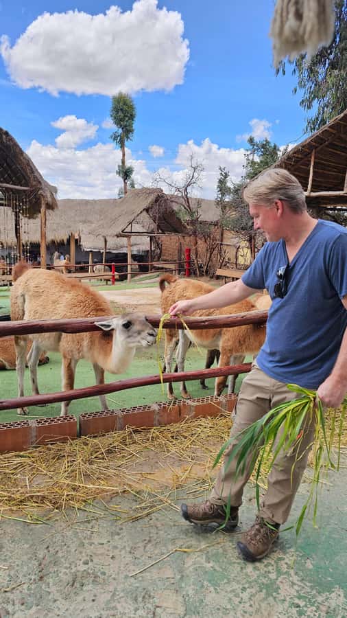 Cusco: Alpaca and Llama Farm Tour w/ Transfer & Weaving Demo - Meeting alpacas, llamas, vicuñas, and huanacos