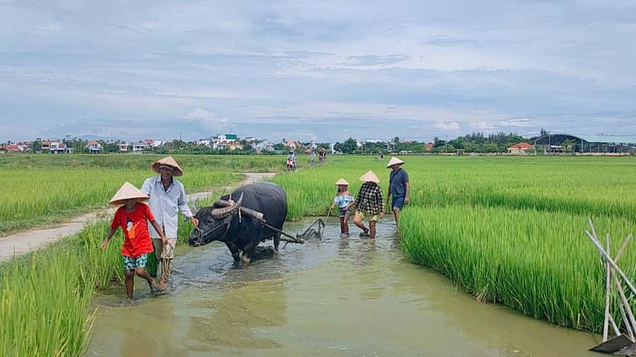 Cycling, Water Buffalo Riding, Traditional Farming Life - Cycling from Hoi An into the rice fields