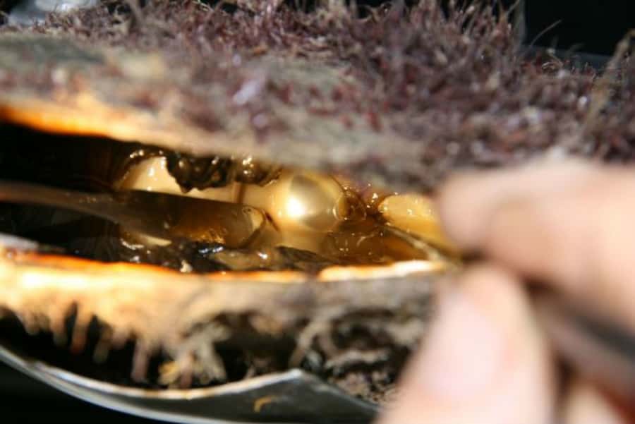 Cygnet Bay Pearl Farm Behind-the-Scenes Tour & Live Harvest - The first part of the one-hour tour