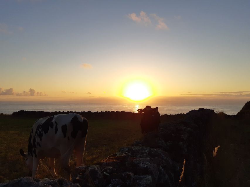 Dairy farm Visit and Cow Milking Experience in Azores - Walking among the cows