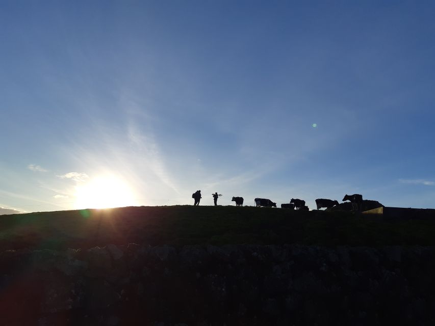 Dairy farm Visit and Cow Milking Experience in Azores - Cheese, wine, and cake in a private home