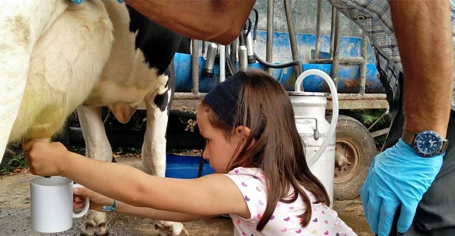 Dairy farm Visit and Cow Milking Experience in Azores - What the $57 price includes