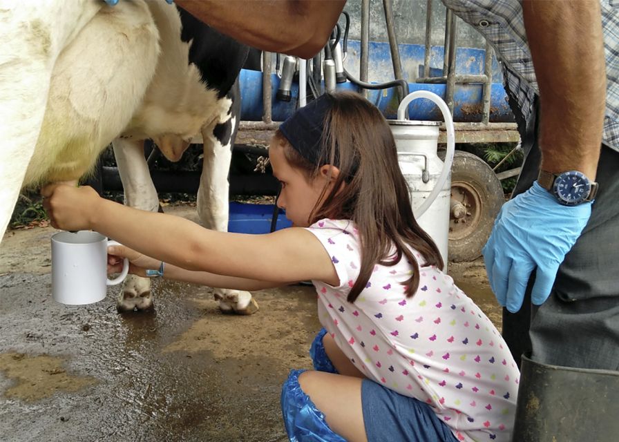 Dairy farm Visit and Cow Milking Experience in Azores - Timing, weather, and practical comfort