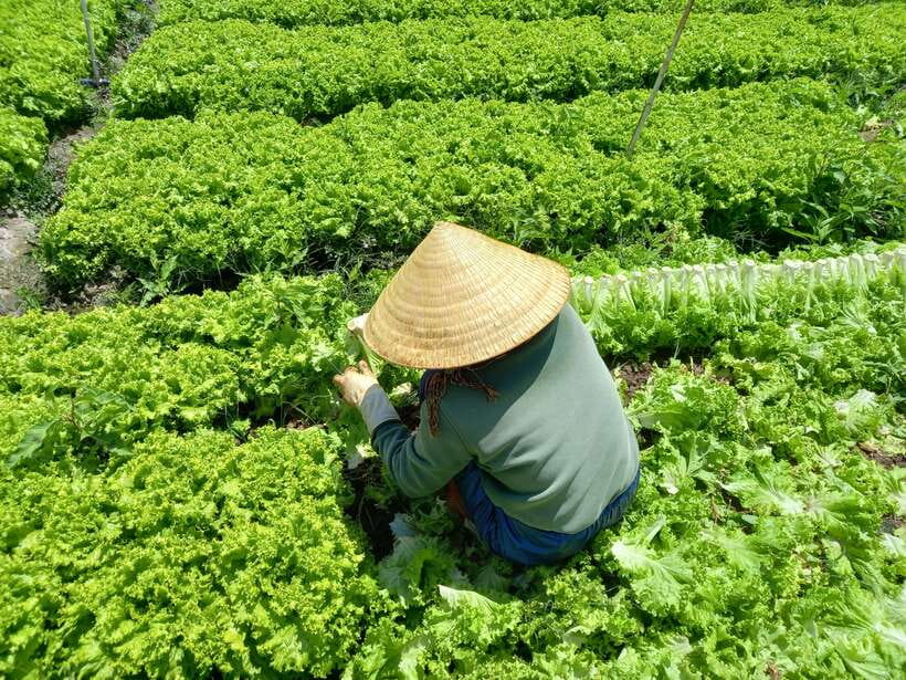 Dalat Countryside Motorbike Day Tour–Coffee Farms & Pagodas - What the $43 price really covers