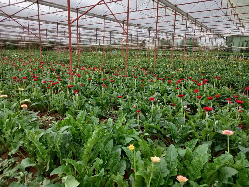 Dalat Countryside Motorbike Day Tour–Coffee Farms & Pagodas - Rice wine and silk making add local detail