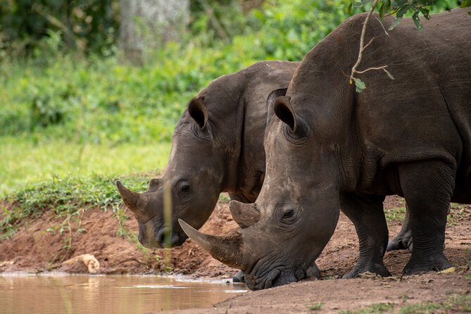 Day Tour Of Ziwa Rhino Sanctuary and Wildlife Ranch - ZIWA RHINO TREKKING - Why Ziwa makes sense for a Kampala day trip