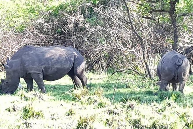 Day Tour Of Ziwa Rhino Sanctuary and Wildlife Ranch - ZIWA RHINO TREKKING - More than rhinos: birds, hippos, and smaller wildlife