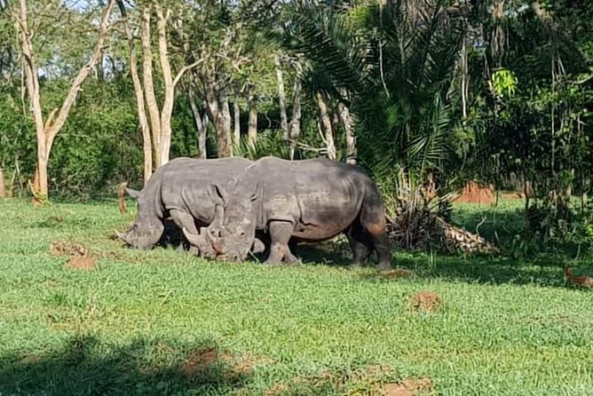 Day Tour Of Ziwa Rhino Sanctuary and Wildlife Ranch - ZIWA RHINO TREKKING - What the private format changes