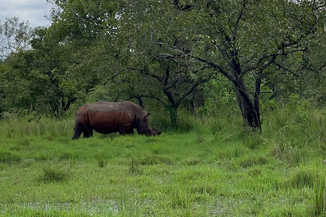 Day Tour Of Ziwa Rhino Sanctuary and Wildlife Ranch - ZIWA RHINO TREKKING - Is $300 a fair price?