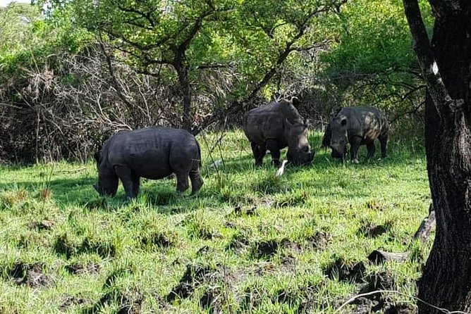 Day Tour Of Ziwa Rhino Sanctuary and Wildlife Ranch - ZIWA RHINO TREKKING - Lunch, included costs, and what to bring