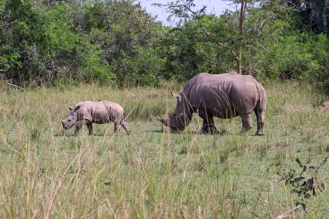 Day Tour Of Ziwa Rhino Sanctuary and Wildlife Ranch - ZIWA RHINO TREKKING - The road from Kampala to Ziwa
