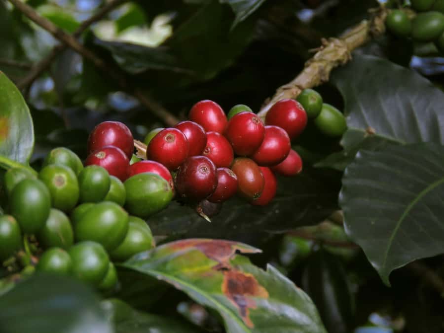 Day Tour to Fairview Coffee Farm - Key Points