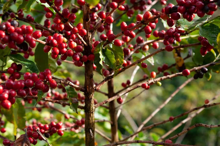Day Tour to Fairview Coffee Farm - Starting With Fairview’s Farm Story