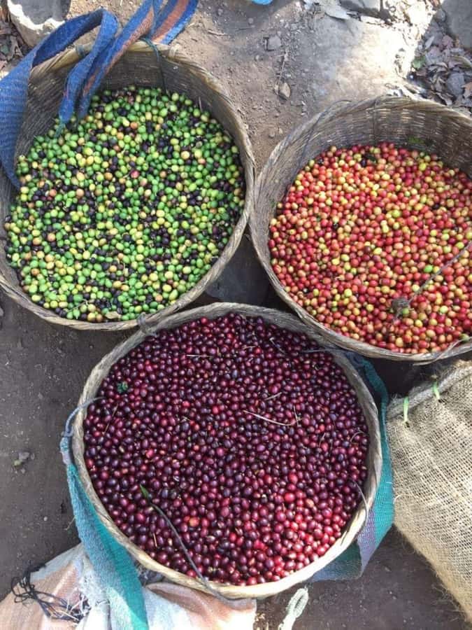 Day Tour to Fairview Coffee Farm - What the $50 Price Really Covers