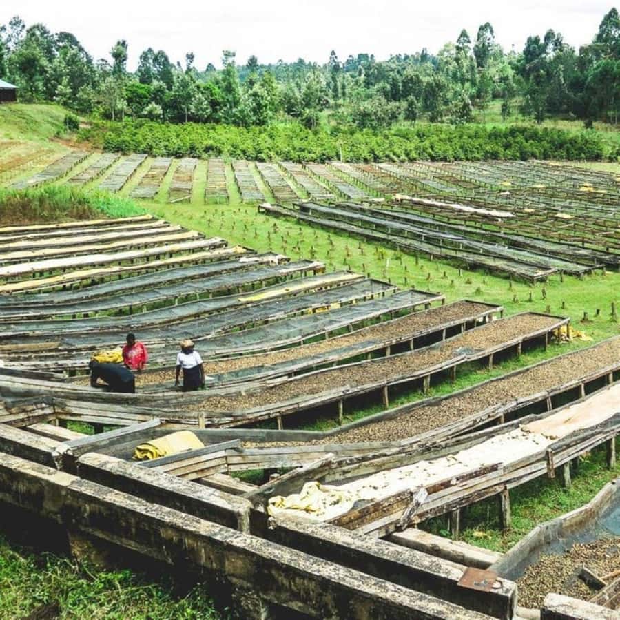 Day Tour to Fairview Coffee Farm - Who Will Enjoy This Coffee Tour Most