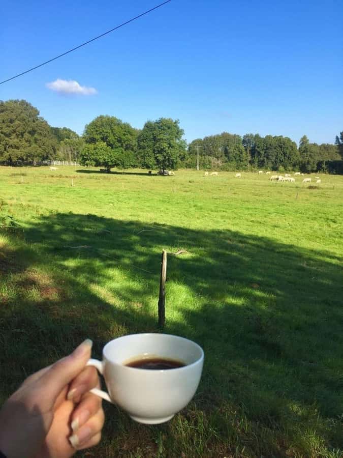 Day Tour to Fairview Coffee Farm - Service, Timing, and the Private Format