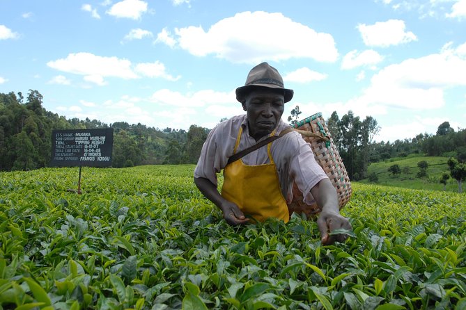 Day Tour To Kiambethu Tea Farm in Limuru - The morning drive from Nairobi to Limuru
