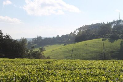 Day Tour To Kiambethu Tea Farm in Limuru