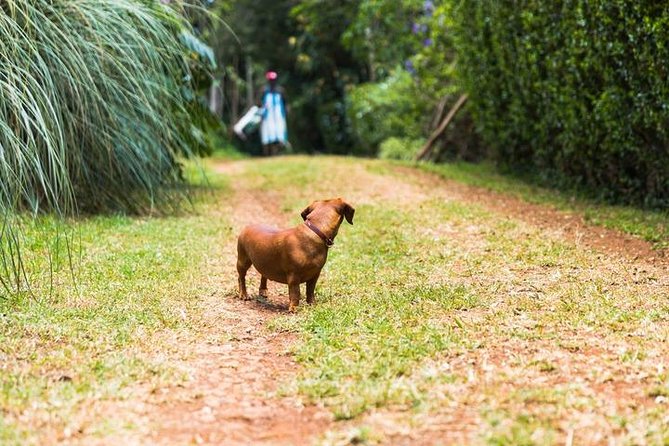 Day Tour To Kiambethu Tea Farm in Limuru - Home-cooked lunch and garden produce