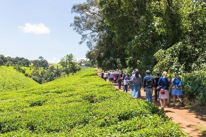 Day tour to Kiambethu tea farm in Limuru from Nairobi - The indigenous forest walk